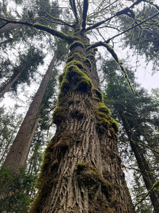 Group Camping Trip Near Mt. St. Helens (July 24-26, 2026)
