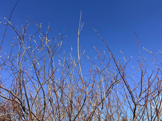 Wildlife Refuges & Conservation Land
