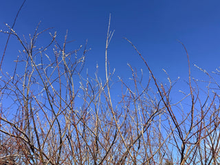Wildlife Refuges & Conservation Land