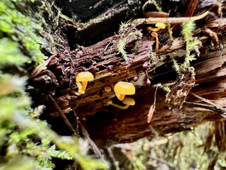 National Forests & State Forests